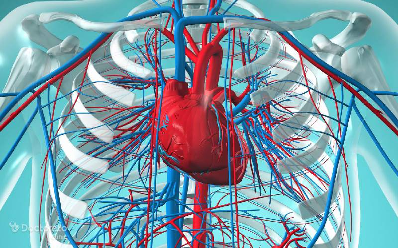 سیاهرگ چیست و چه عملکردی در بدن انسان دارد؟