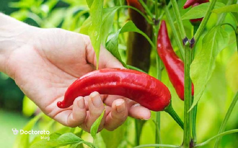 ایا غذای تند فشار خون را بالا میبرد؟