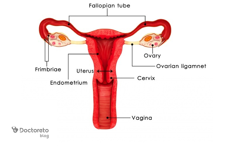 Female Reproductive System