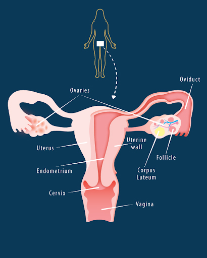 بخش داخلی دستگاه تناسلی زنان