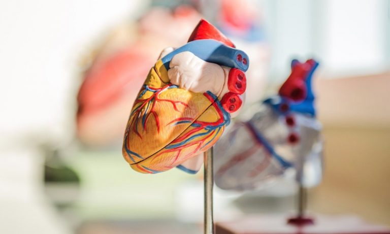Human-heart-anatomy