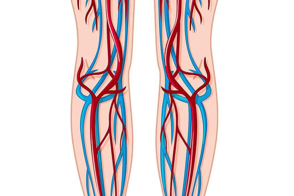 veins-vs-artery