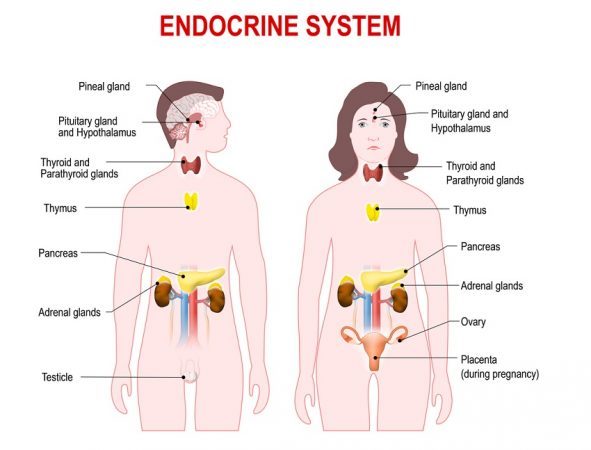 Endocrine-System-Diagram
