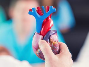 heart-aortic-valve