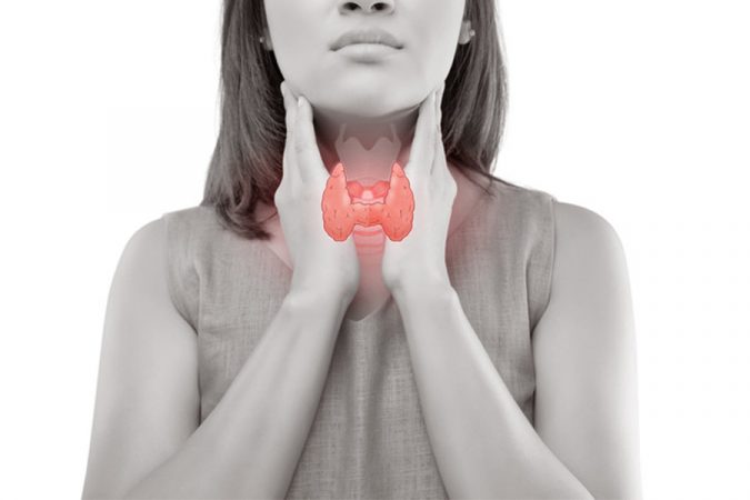 What-is-the-thyroid-gland