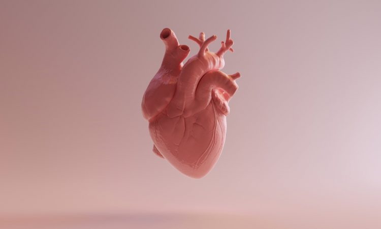 heart-anatomy