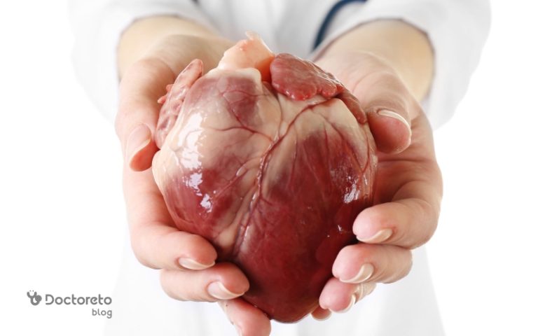 همه چیز درباره قلب انسان و عملکرد آن به‌ عنوان حیاتی‌ ترین عضو بدن