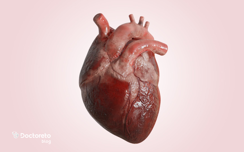 آناتومی قلب چگونه است؟