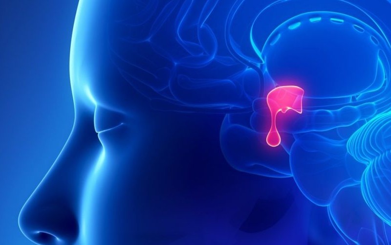 غده هیپوفیز چیست و چه وظایفی دارد؟