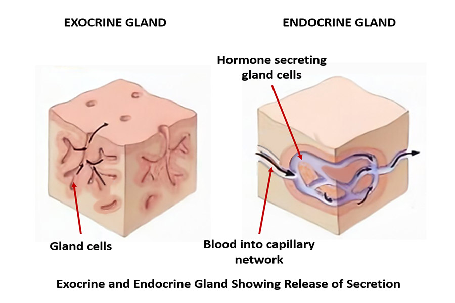 exocrine-and-endocrine-glands