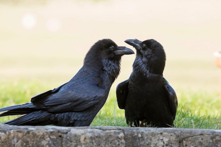 raven test