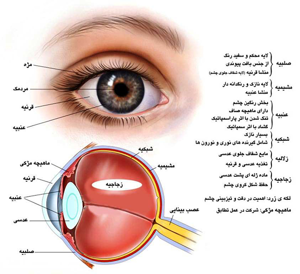 eye-anatomy