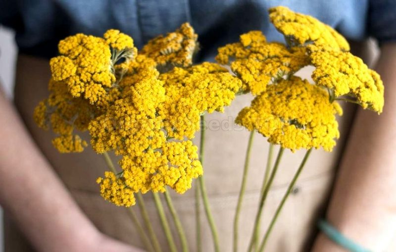 yarrow benefits for women