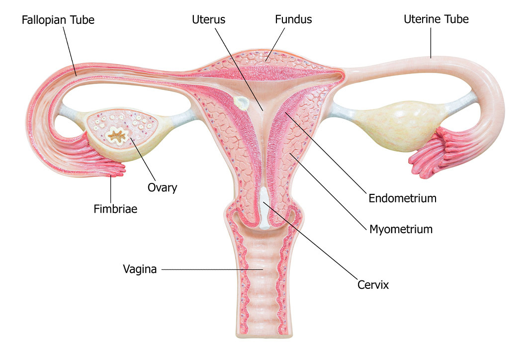 anatomy of cervix