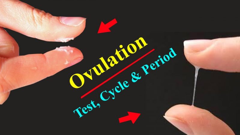 Change in cervical fluid during-ovulation