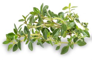 benefits of Thyme