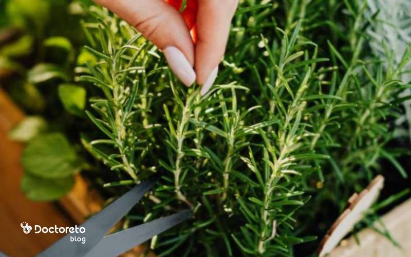 آویشن، بهترین آنتی هیستامین طبیعی برای آلرژی و سرفه