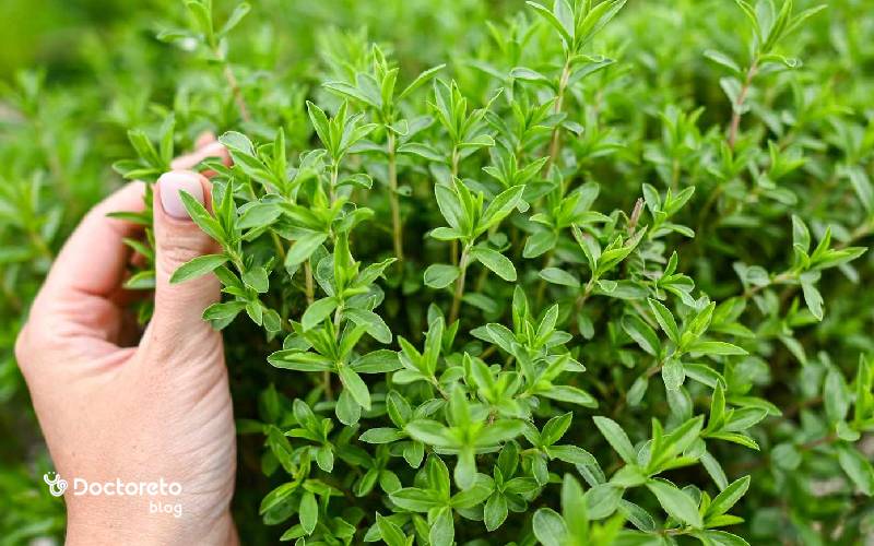 آیا آویشن برای کلیه ضرر دارد؟