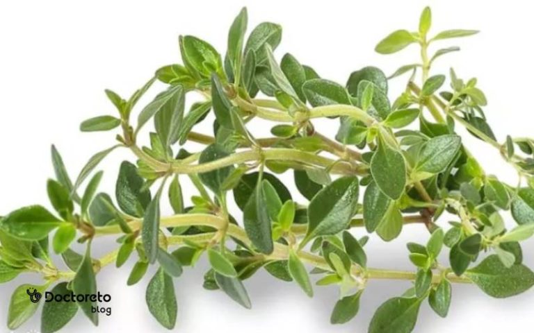 خواص آویشن چیست؟ با جادوگر طب سنتی آشنا شوید