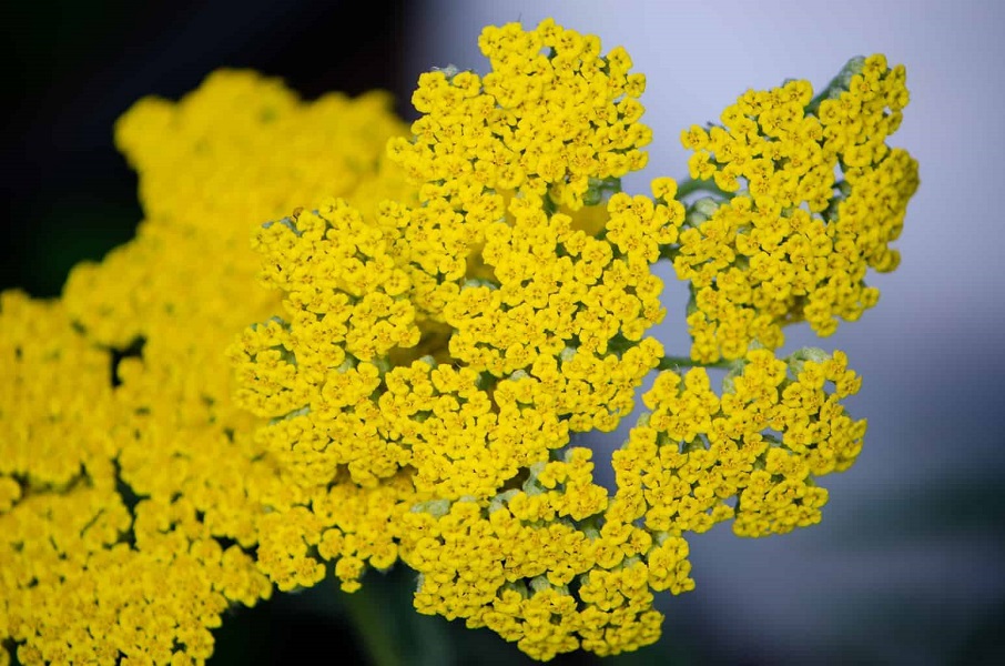 what is yarrow