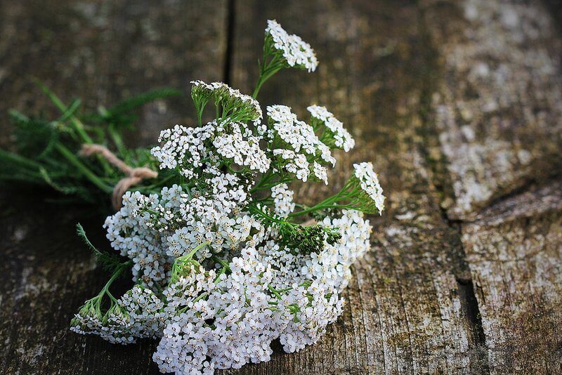 yarrow plant