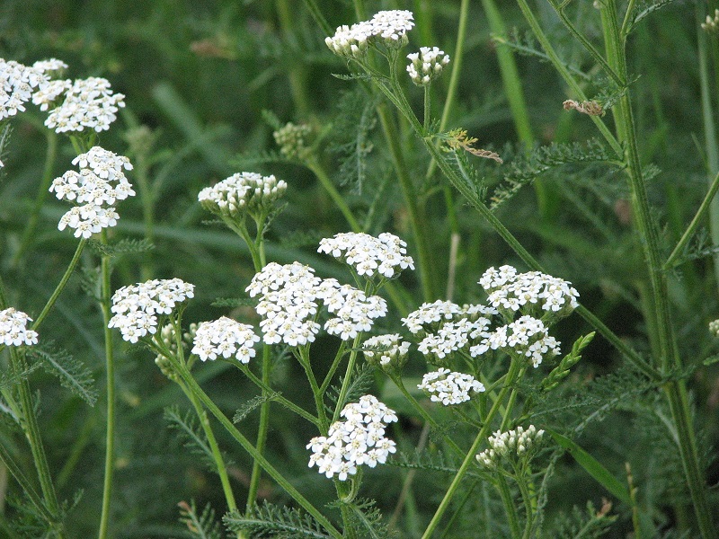 benefits of yarrow