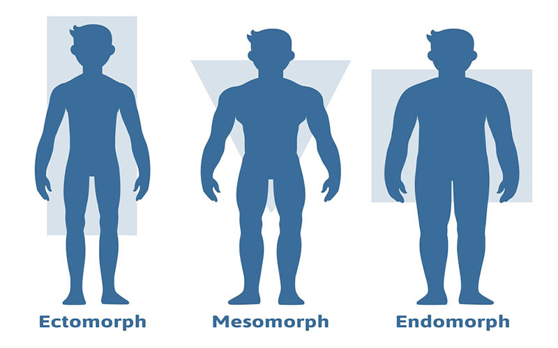سه نوع تیپ بدنی اندومورف، مزومورف و اکتومورف شکل کلی بدن افراد را تعیین می‌کنند. 