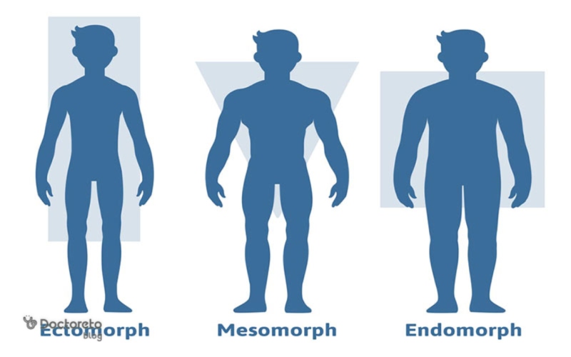 عوامل موثر در تعیین انواع تیپ بدنی کدامند؟