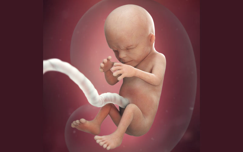 همانطور که در  تصویر مشاهده می‌کنید، جنین در هفته 14 بارداری می‌تواند چشمان خود را جمع کند.