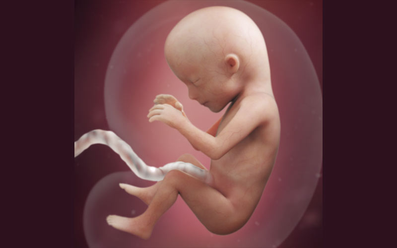 در این هفته گوش و اجزای صورت جنین تشکیل شده و استخوان‌ها سفت می‌شوند. 