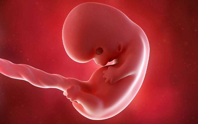 در هفته هشتم حاملگی دست و پای جنین شکل گرفته و شبیه به یک لوبیا می‌شود.