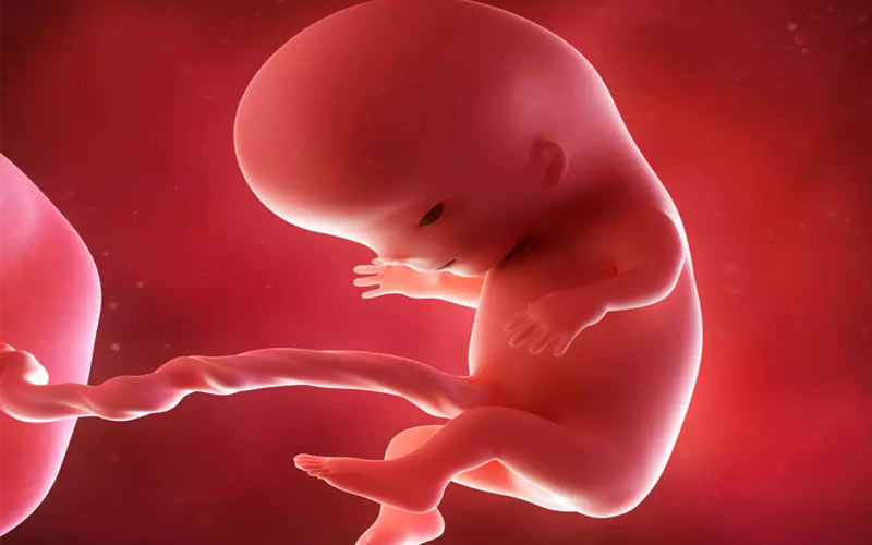 در هفته یازدهم بارداری اندام تناسلی جنین همانند دیگر اندام‌ها تشکیل شده، اما هنوز نمی‌توان آن را تشخیص داد.