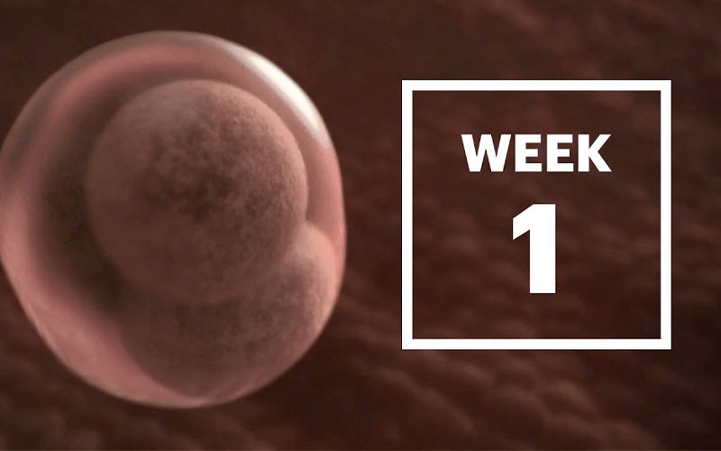 همه چیز در مورد هفته اول بارداری علائم مادر، وضعیت جنین و نحوه خودمراقبتی