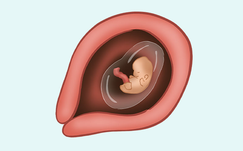 در هفته هفتم بارداری اندام‌های اصلی جنین شروع به شکل‌گیری می‌کند و رحم رشد می‌کند. 