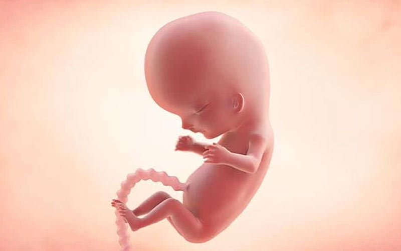 در ده هفتگی جنین اندام‌های اصلی شکل گرفته و استخوان‌ها تشکیل شده‌اند.