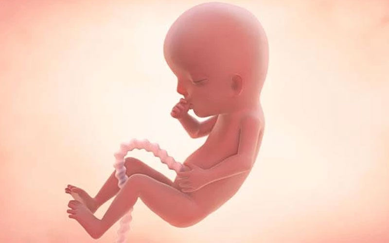جنین در این هفته 7.5 سانتی‌متر است و می‌تواند انگشت خود را بمکد.