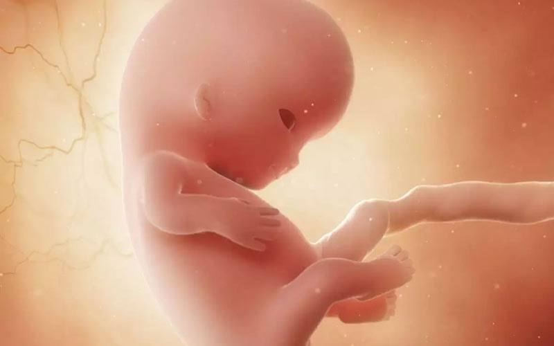 جنین در هفته نهم حاملگی بیشتر به نوزاد شباهت پیدا می‌کند و می‌تواند حرکت کند.
