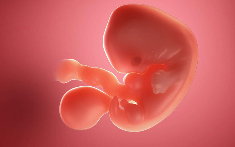  در هفته ششم بارداری جنین با سرعت بیشتری رشد می‌کند و اندام‌های اصلی به‌آرامی شکل می‌گیرند. 