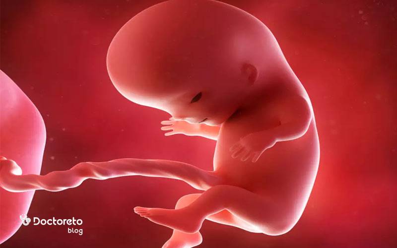 عکس جنین 11 هفته پسر و عکس جنین 11 هفته دختر