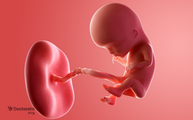 جنین 12 هفته چه شکلی است؟