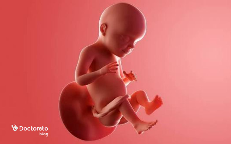 وضعیت جنین در هفته ۲۴ بارداری