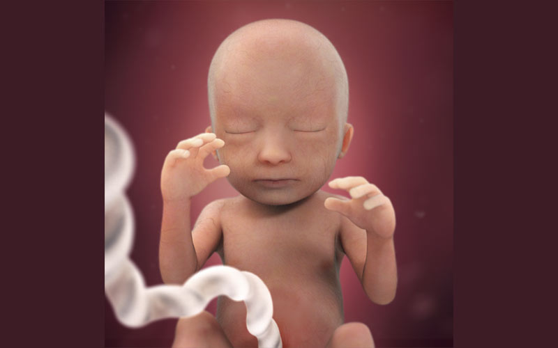 سیستم خواب جنین در هفته 18 بارداری رشد کرده و می‌تواند چرت بزند.
