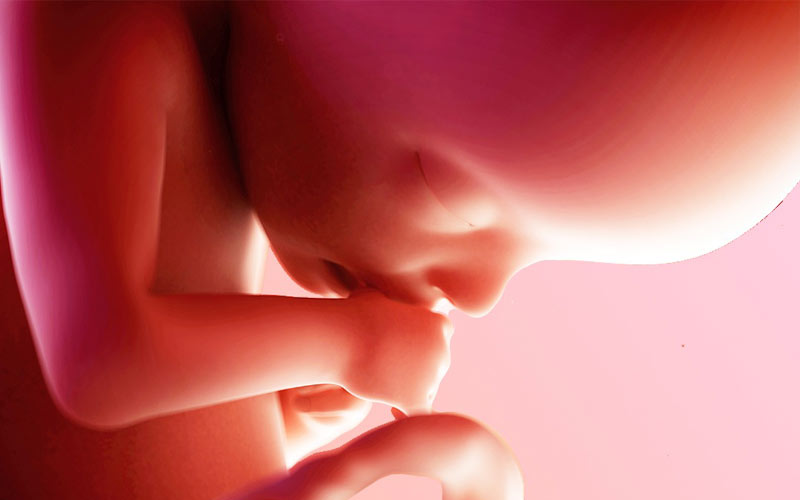 در هفته بیست و دوم بارداری ضربان قلب جنین قوی‌تر شده و استخوان‌ها سخت‌تر می‌شوند. 