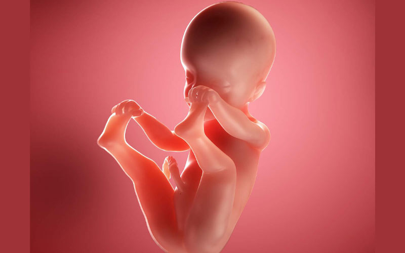 جنین در هفته 25 بارداری حرکات بیشتری داشته و موقعیت خود را تغییر می‌دهد. 