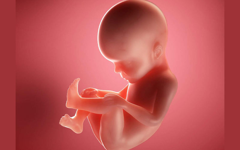 در هفته 27 بارداری مغز و ریه‌های جنین در حال رسیدن به تکامل است.