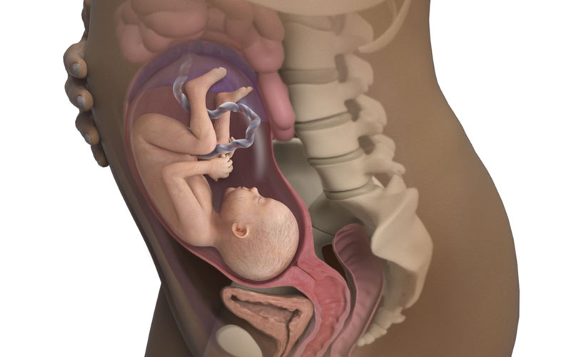 در هفته 28 بارداری موقعیت جنین تغییر کرده و سر به سمت پایین قرار می‌گیرد تا برای زایمان آماده شود.