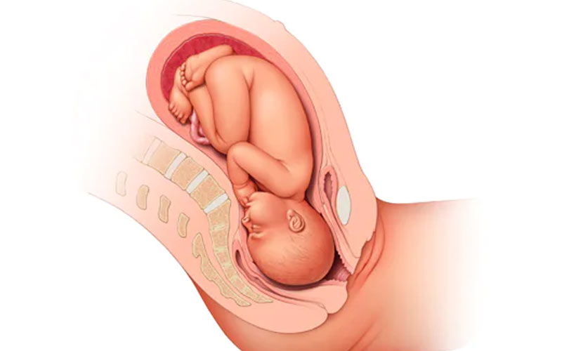 جنین در هفته ۳۶ بارداری به سمت پایین می‌چرخد و رو به ستون فقرات قرار می‌گیرد. 