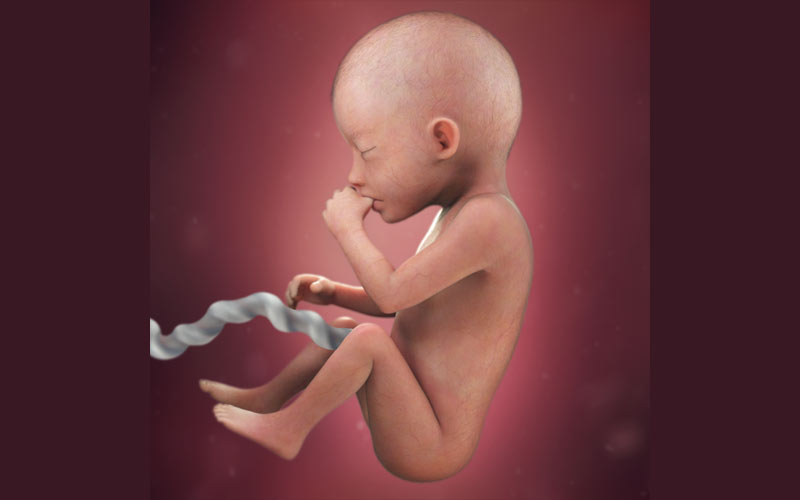 اندام‌های تناسلی جنین در هفته 20 بارداری توسعه پیدا کرده و حرکات جنین بیشتر می‌شود.