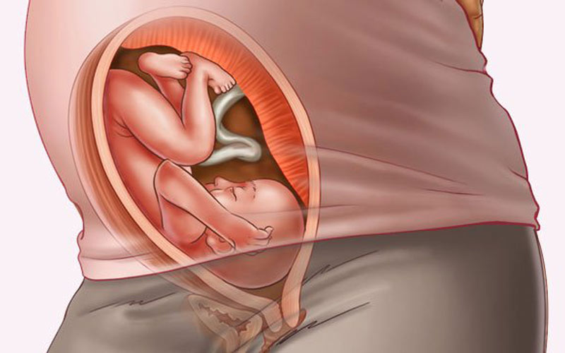 در هفته بیست و نهم بارداری جنین به رشد خود ادامه داده و سر جنین رو به پایین قرار می‌گیرد. 