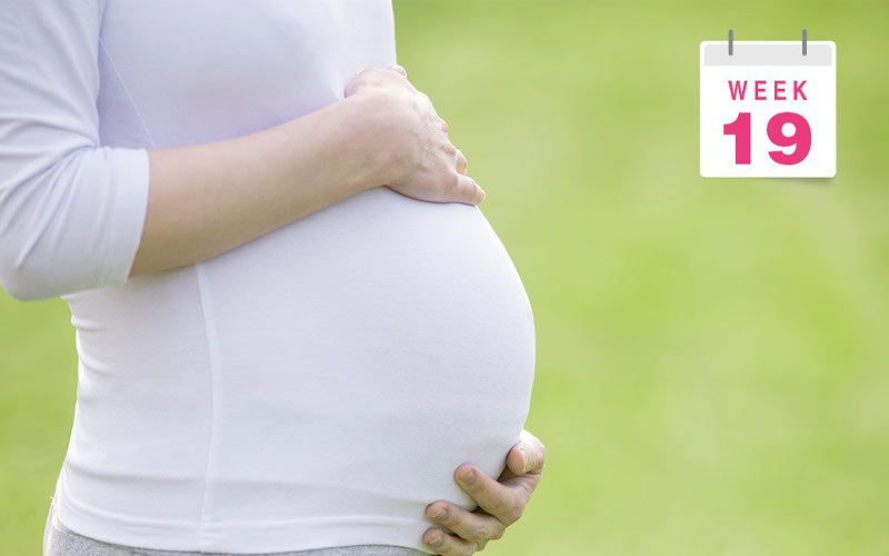 در هفته نوزدهم بارداری شکم بزرگ شده و فشار به رباط‌ها باعث درد رباط گرد می‌شود.